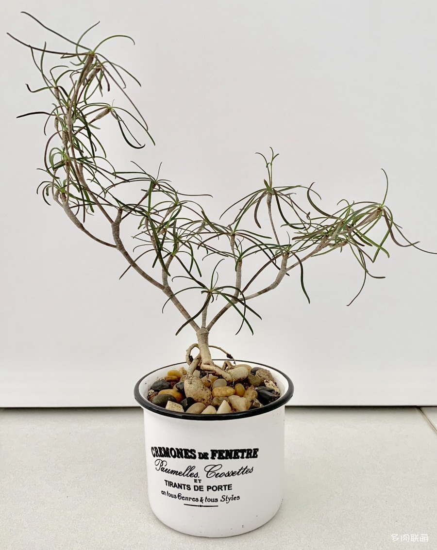 多肉奇趣麒麟好养吗,多肉植物奇葩有趣