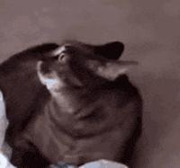 运动后出现红点很痒怎么回事,为什么剧烈运动后皮肤会发痒