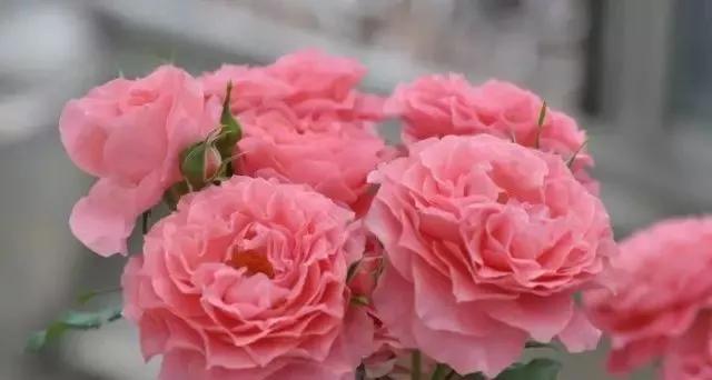 玫瑰花有哪些品种,玫瑰花有哪些品种大全