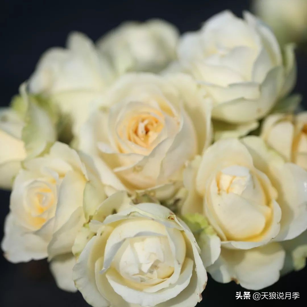 四月最浪漫的蔷薇花,最浪漫的四月花