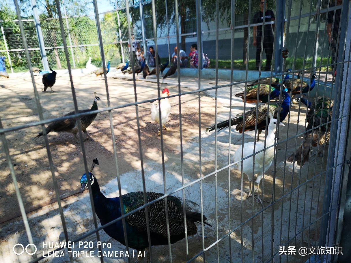山东德州动植物园旅游区,德州市动植物园视频