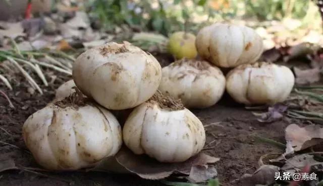 百合食谱功效,百合食谱