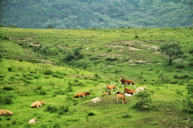 安徽草原旅游,安徽大草原景区