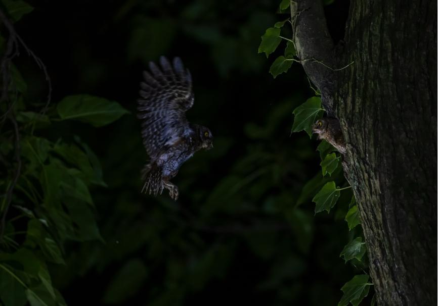 佳能eos鸟眼对焦,佳能拍飞鸟对焦最佳方法
