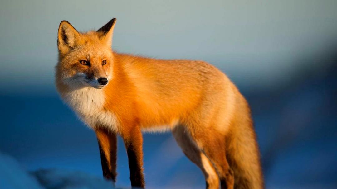 聊斋志异避雨遇狐狸,聊斋志异被吓走的狐狸精