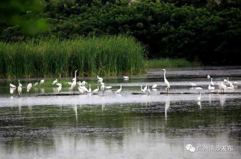 广州吃海鲜最便宜的地方2018年,广州的海鲜哪里又新鲜又便宜