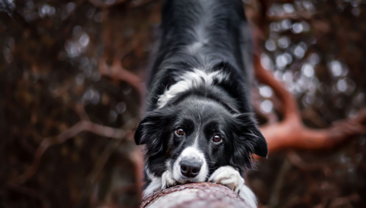 边牧犬的优点和缺点有哪些？成也聪明，败也聪明
