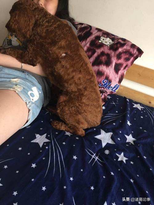 泰迪犬发情咋处理,泰迪犬发情怎么缓解