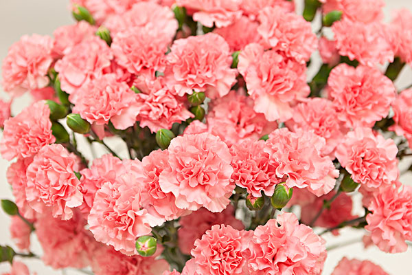 花寓意送花指南,送什么花寓意前程似锦