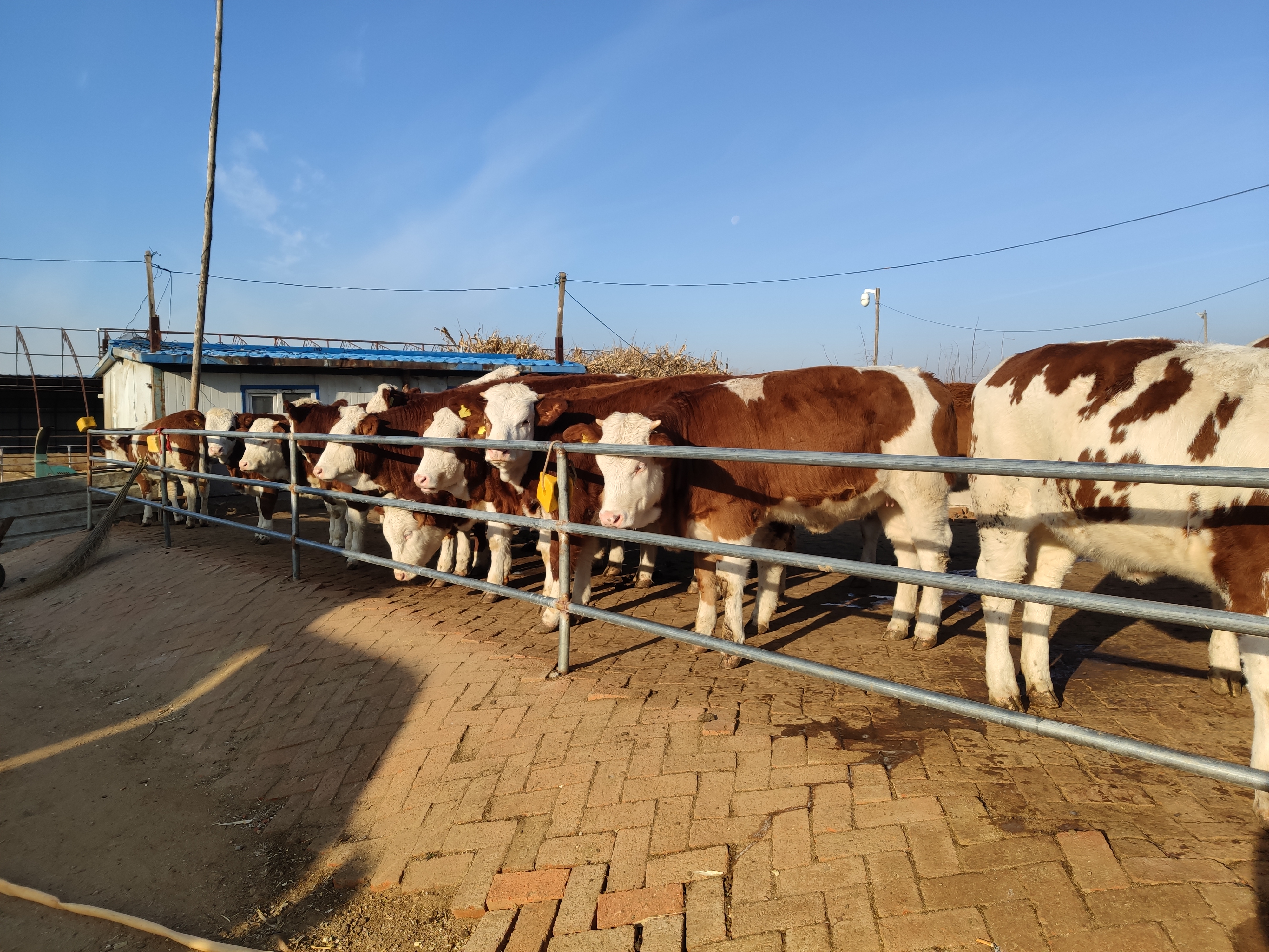 养牛人的粗心大意，造成了牛腿胯骨摔伤无法治疗，最后眼看着赔本