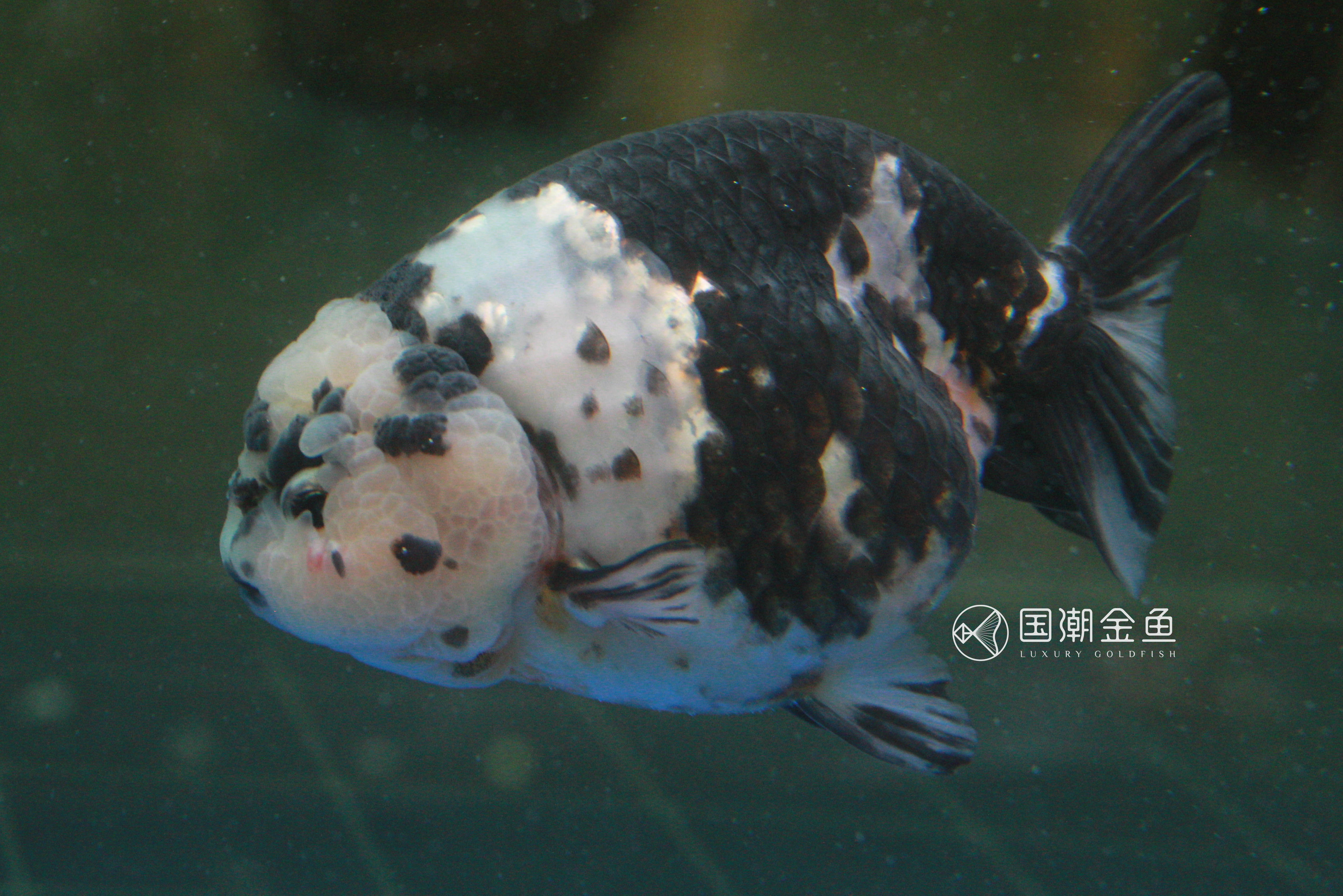 如何养金鱼保持水清澈,养金鱼怎么才能使水变清