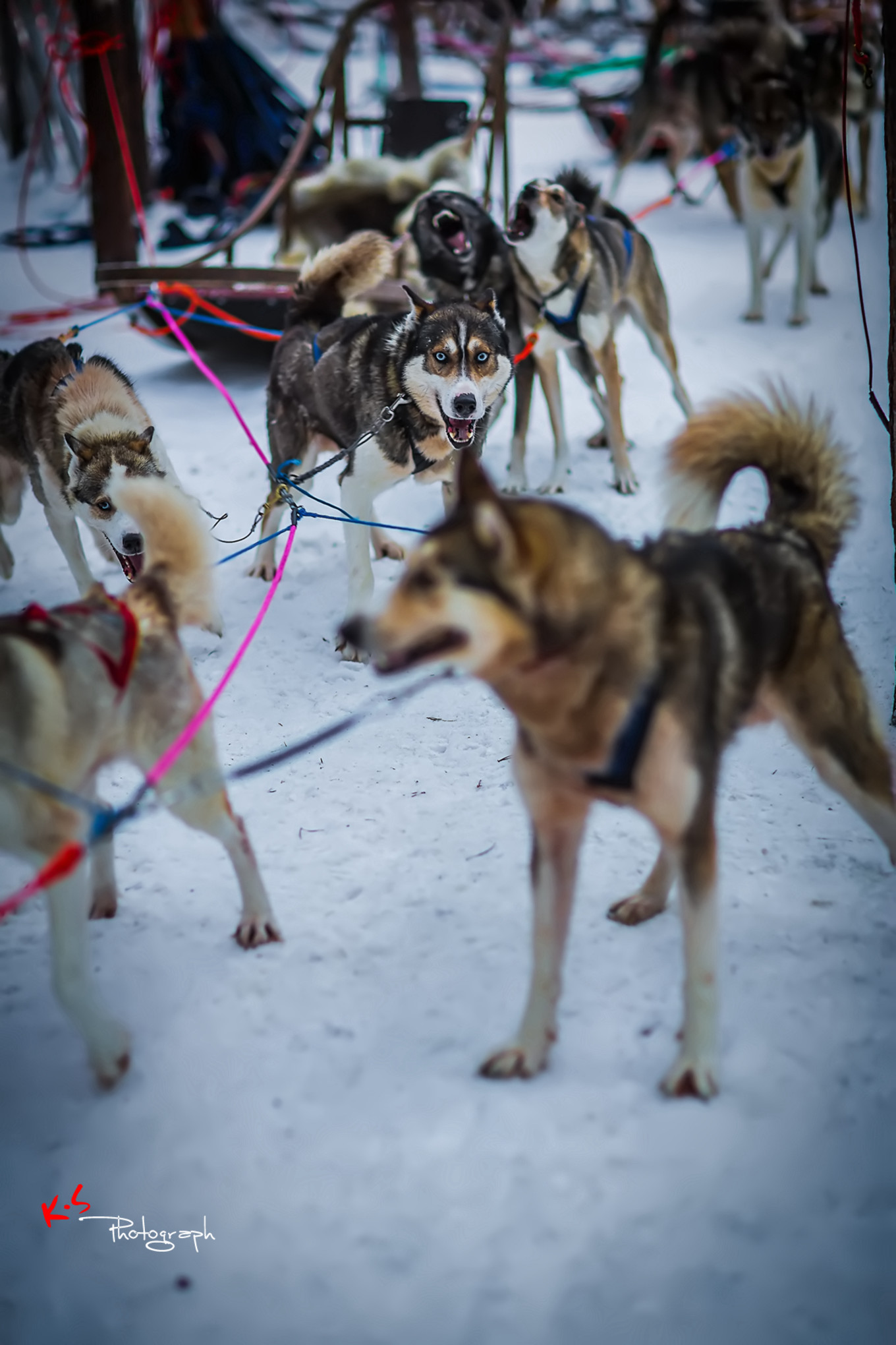果小姐的日常,果小姐的慢生活