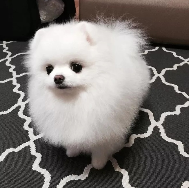 博美容易出现的问题,博美的缺点与禁忌