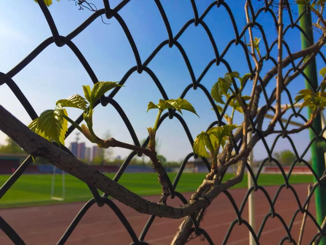 天津超奢华大学,天津大学旧校区取景