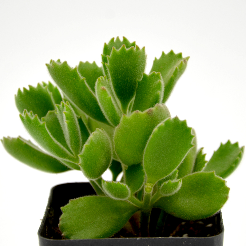 耐阴多肉植物室内,30种耐阴植物室内盆栽