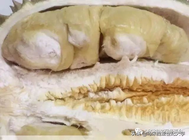 马来西亚榴莲品种大全,马来西亚d14榴莲是什么品种