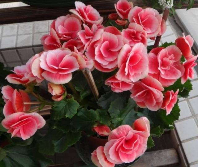 丽格海棠花都被叶子遮住了怎么办,丽格海棠开过花了怎么办