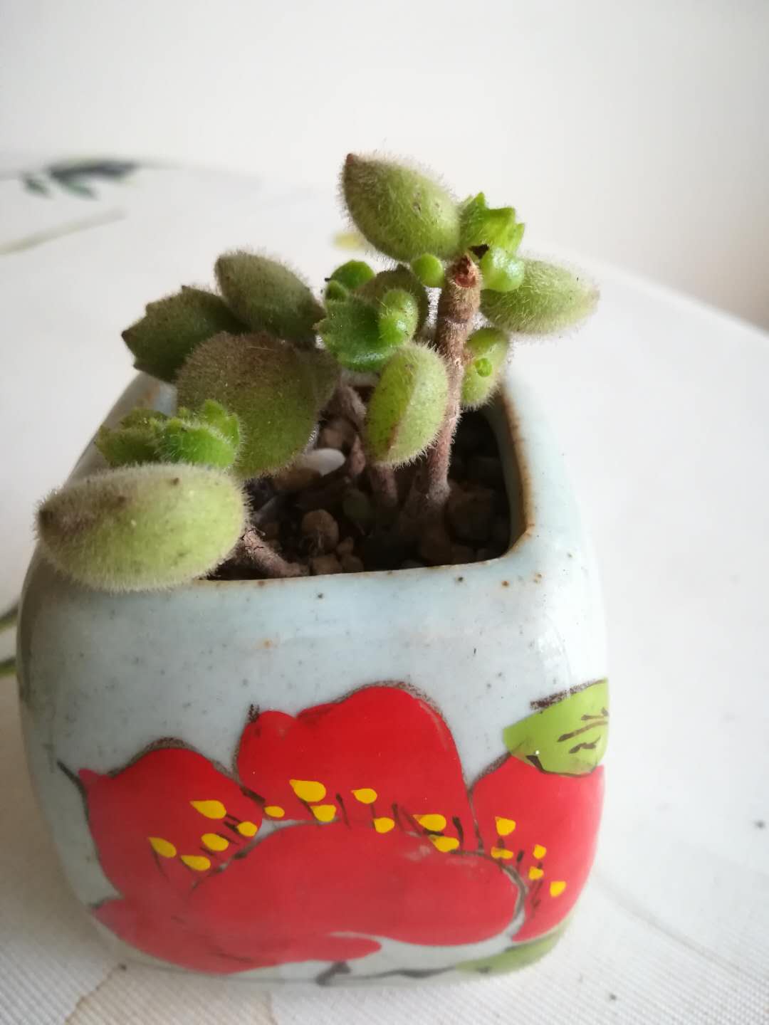 多肉熊童子有什么区别,韩版多肉和国产的区别