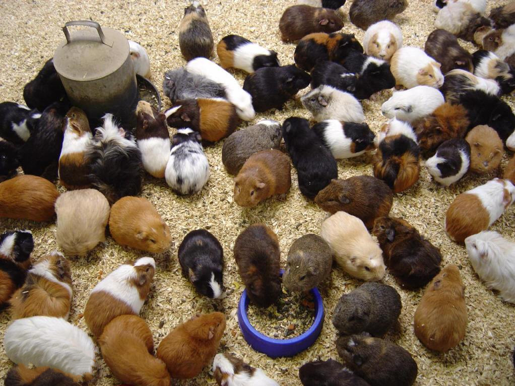 新手应该养哪些可爱粘人的仓鼠,新手养仓鼠最适合养荷兰猪