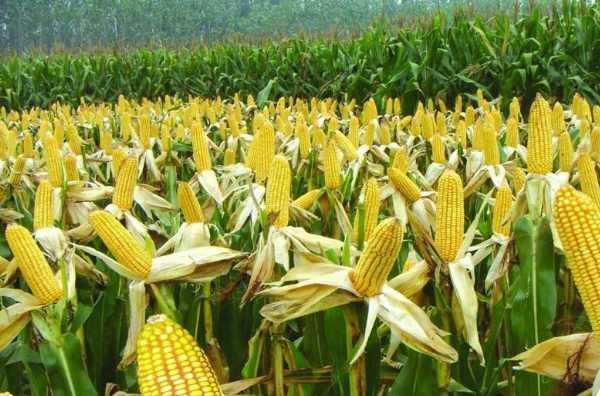 10月份玉米行情走势图,十月份玉米行情分析