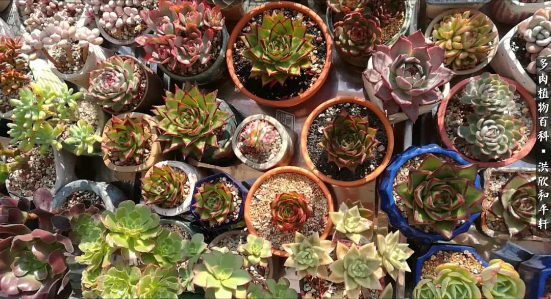 多肉的四季轮回,四季轮回多肉