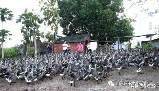 鸭配种技术,鸭的杂交繁殖方法