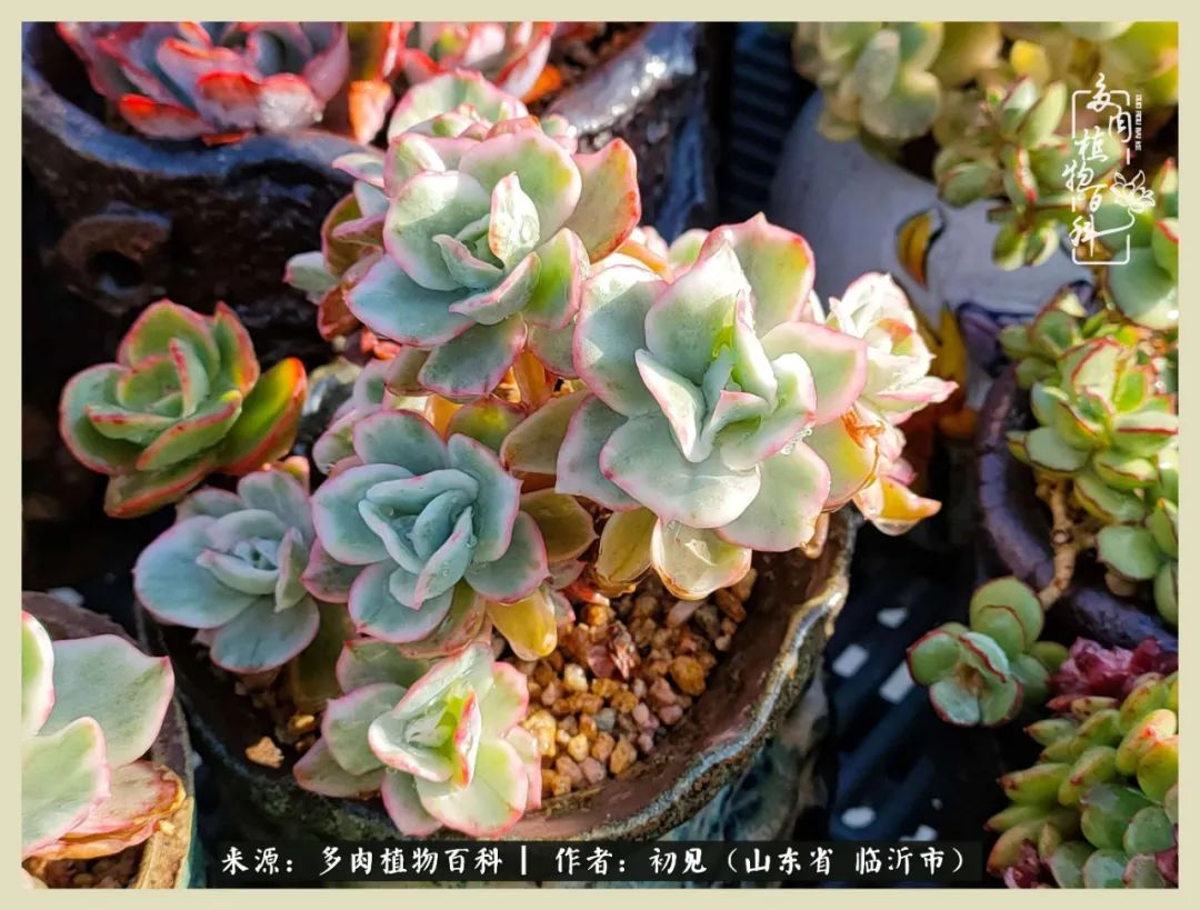 和多肉植物相伴,和多肉相处的心情