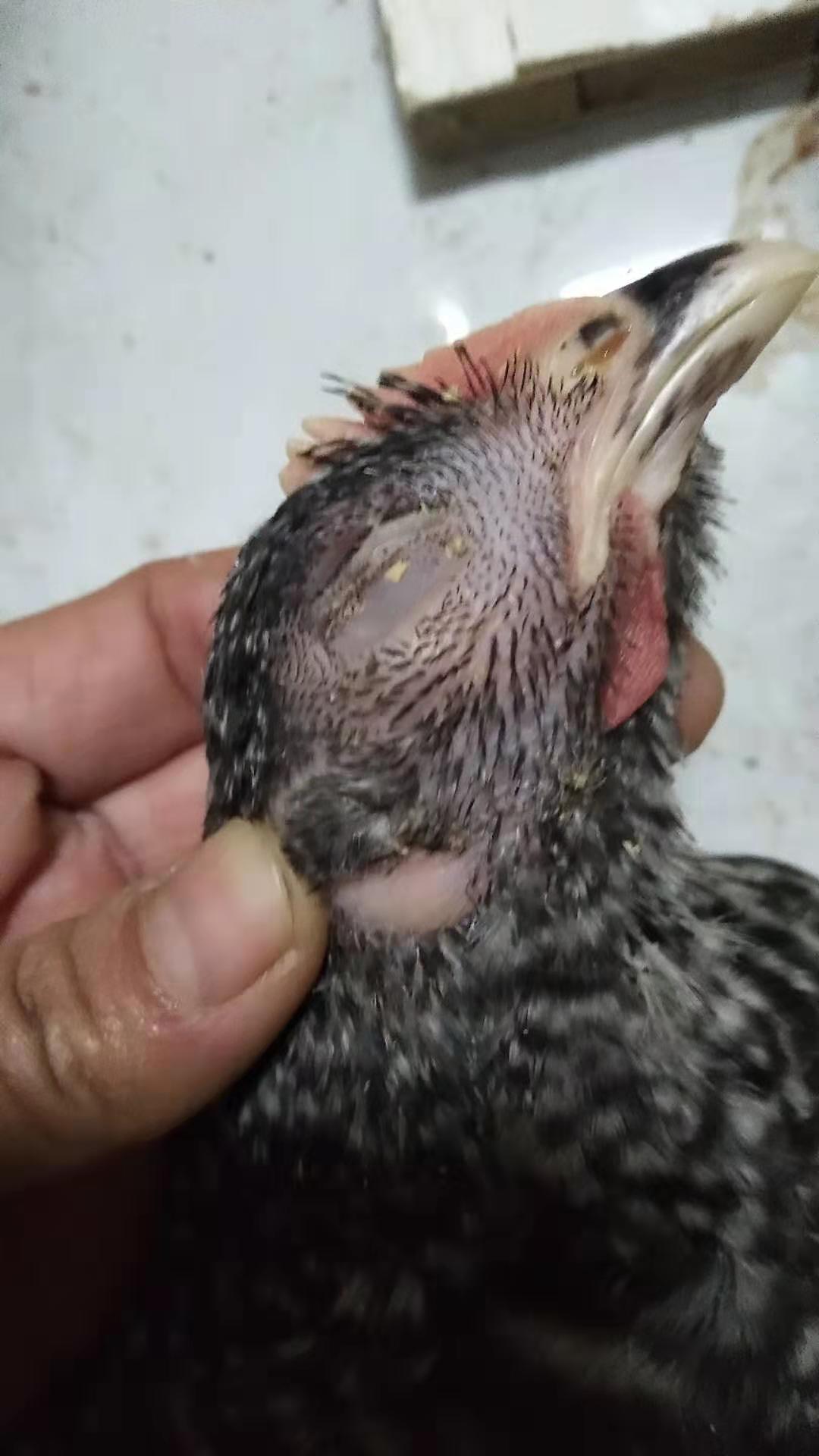 蛋鸡支原体肿脸和鼻炎的区别,鸡支原体感染症状表现