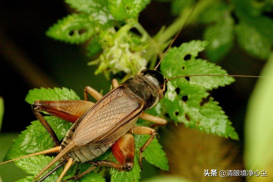 十大常见昆虫农村常见的20种昆虫,10种在家里可以找到的可怕昆虫
