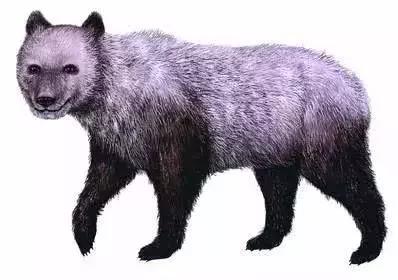 为什么大熊猫一定要吃竹子,为什么大熊猫现在在吃竹子