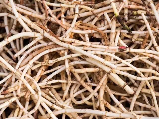 春日小野菜*戏调**指南