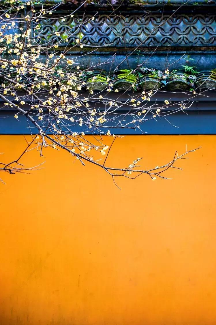 香雪海什么时候开放,香雪海惊艳了多少人