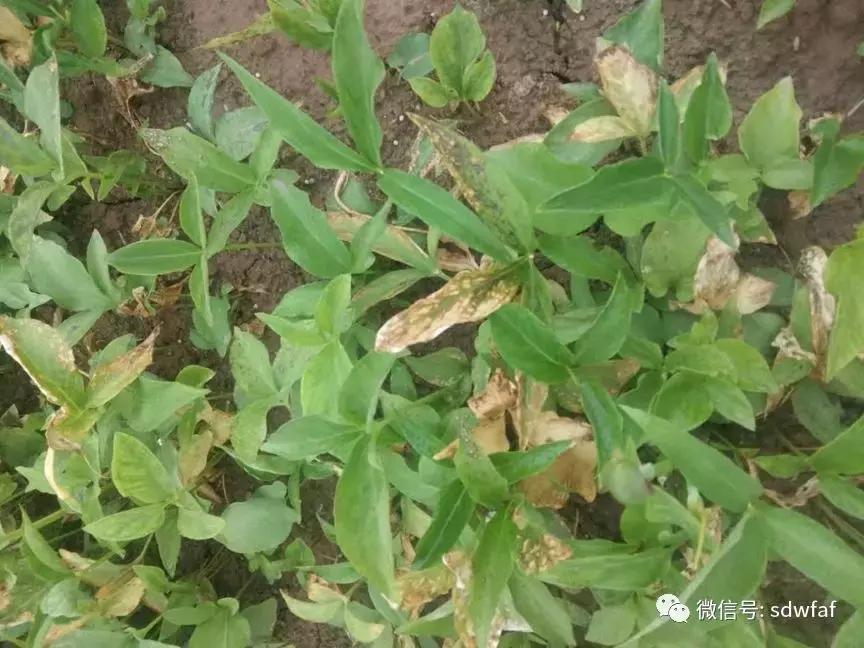 半夏细菌性软腐病,半夏如何处方