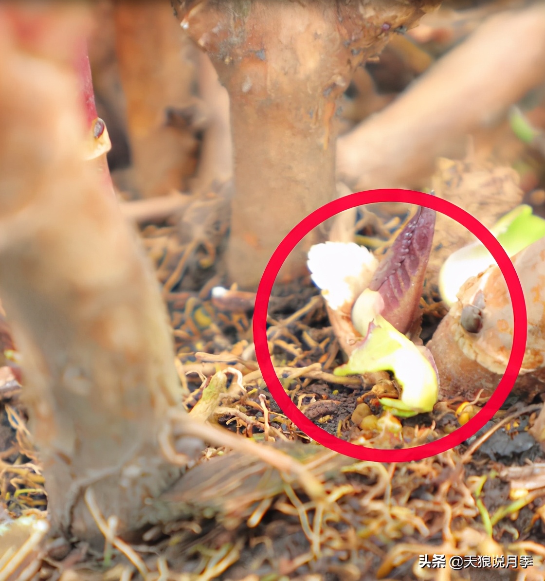 地栽绣球冬剪,两广地区绣球冬剪