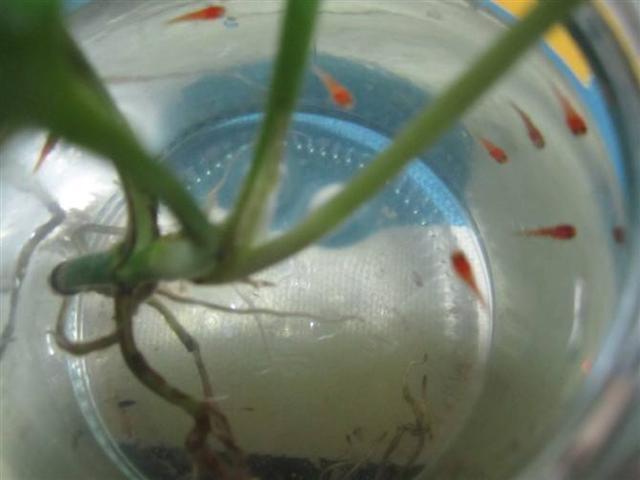 为什么挖个鱼塘时间久了就会有鱼,为什么在农村挖一个池塘会生鱼来