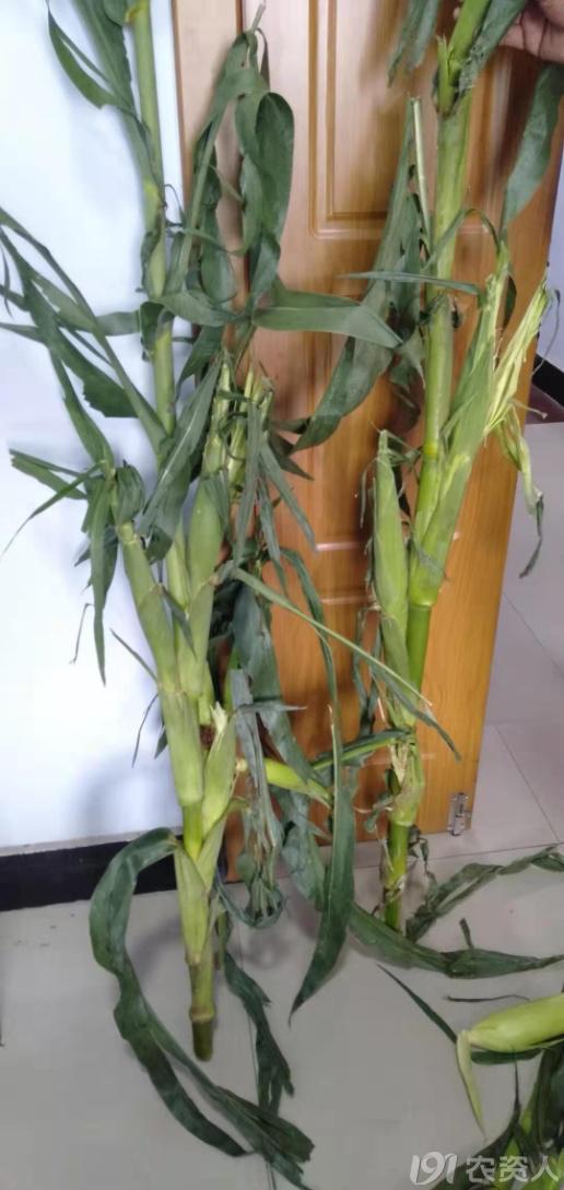 河南适合种植高产玉米,玉米高产高效种植技术