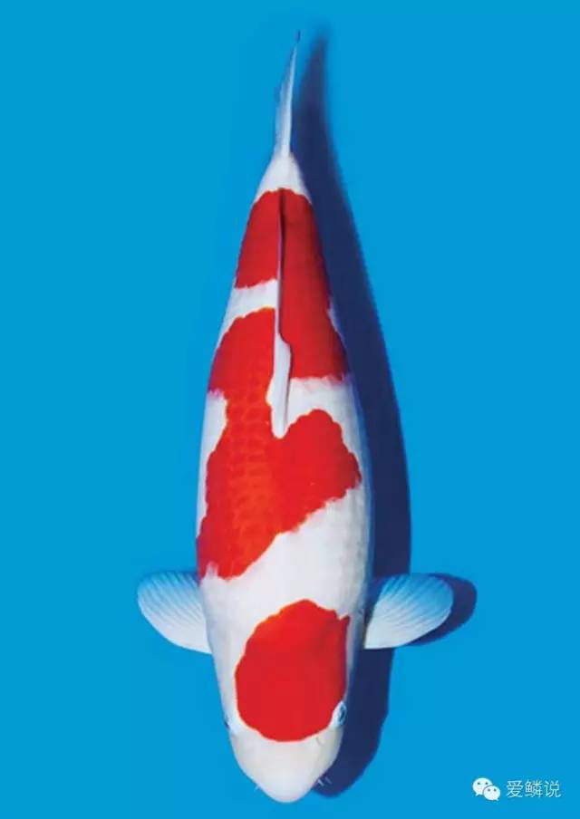 锦鲤尾巴充血是什么原因,锦鲤经常充血是什么原因