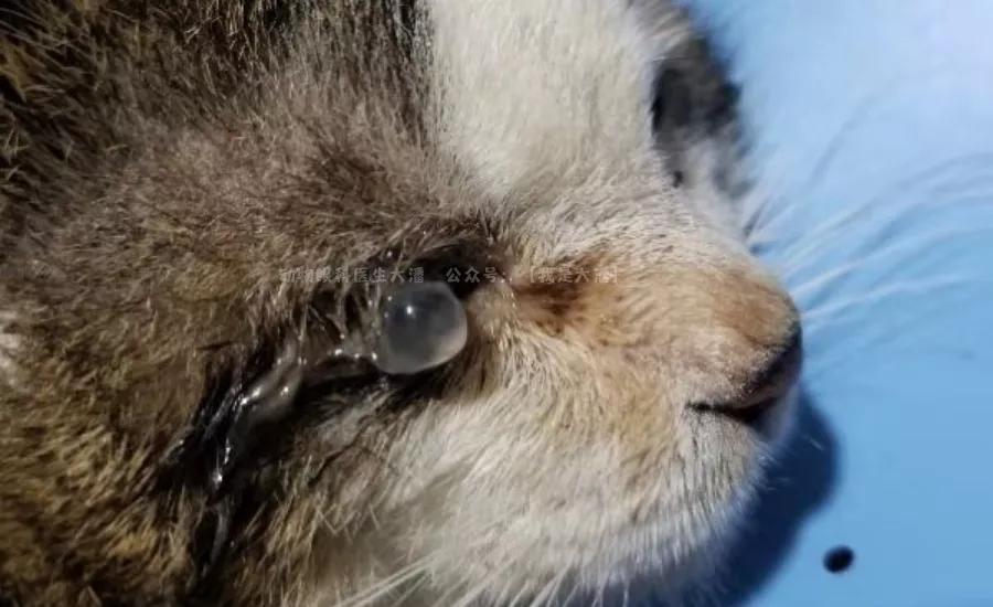 猫咪角膜溃疡最快治愈的方法,猫咪眼球突出角膜穿孔