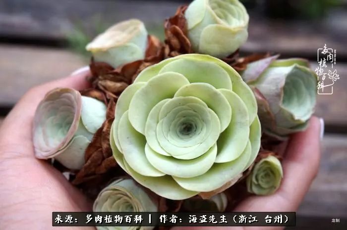 山地玫瑰养护顺口溜,山地玫瑰的养护种植注意事项视频