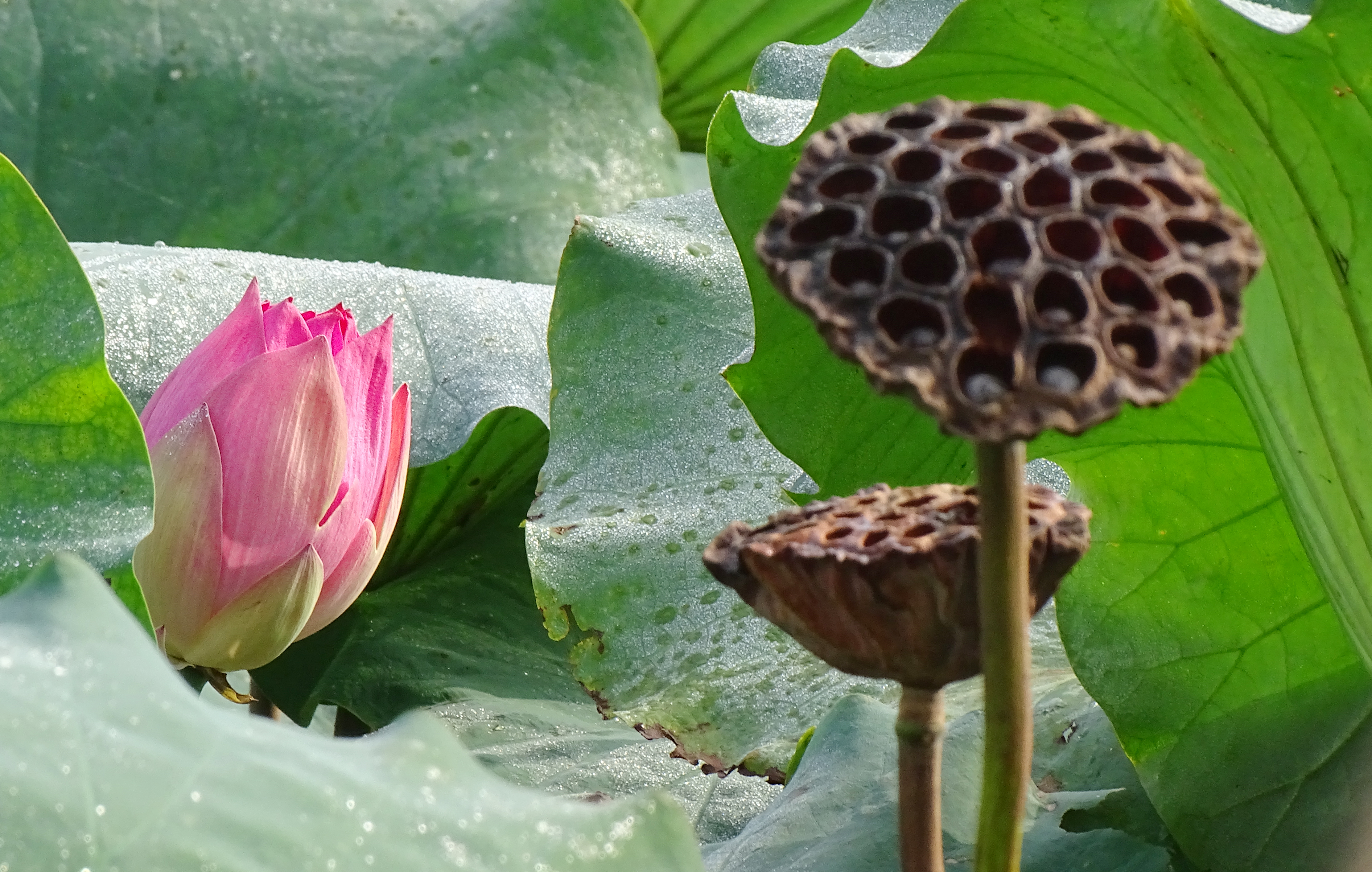 索尼dsc-hx400拍飞机效果,索尼dsc-hx400照片调色