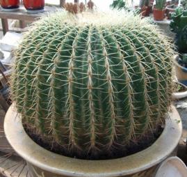 装修过程中如何避免室内空气污染,装修为什么会对室内空气造成污染