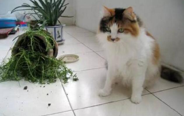 猫咪的性格应该分哪几类,怎么从猫的外表判断猫的性格