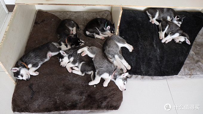 一次创世纪的生活体验—记哈士奇当妈妈