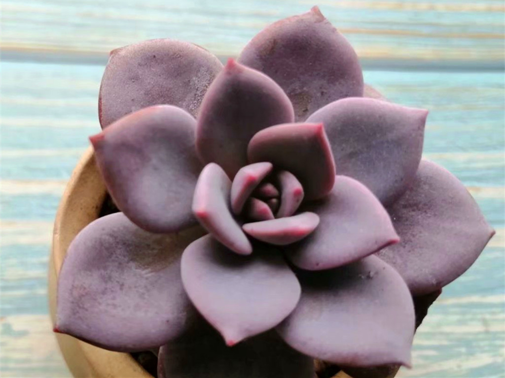 多肉小苗不值钱,多肉贵货夏天怎么养