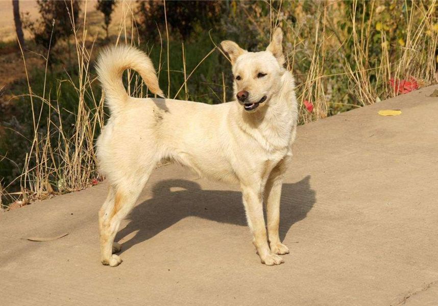 土狗绝对是最忠诚的狗,土狗的警惕性有多强