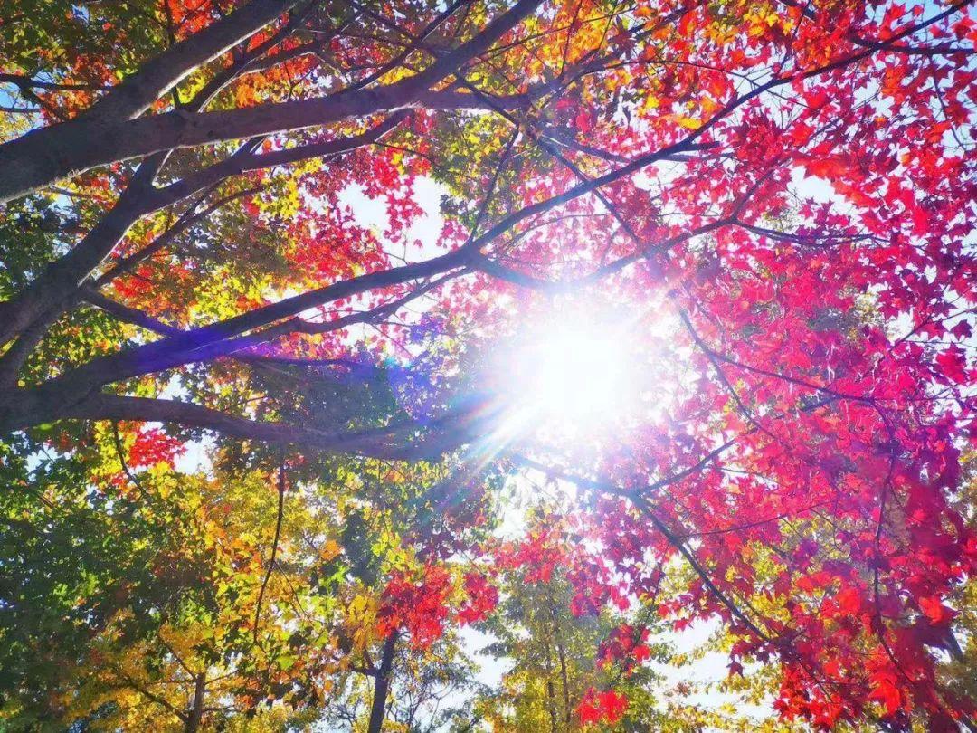 清凉寨丨“枫”景尚好,年会火热预定中!