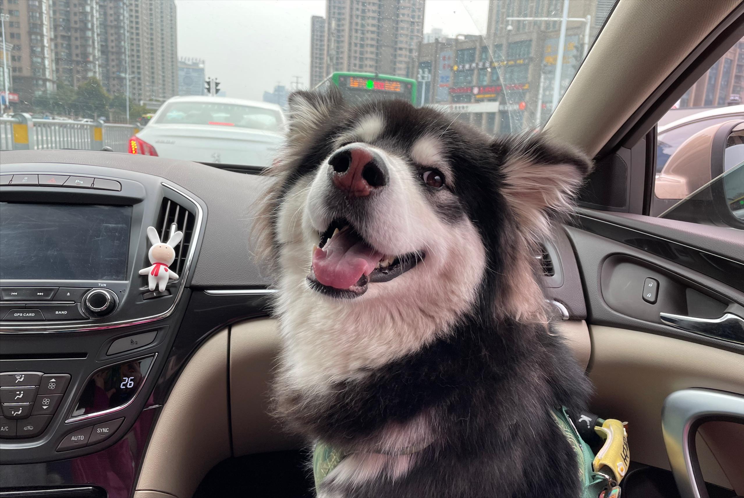 阿拉斯加体臭怎么去除,阿拉斯加怎么去除体臭