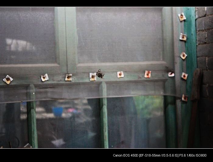 记录农家小院的真实生活,北方农村隐居田园的生活