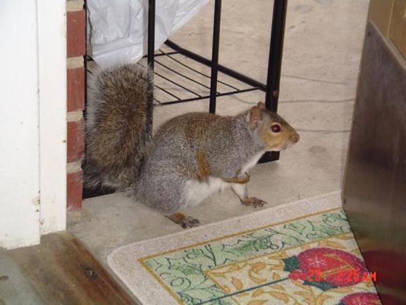 我的“大尾巴”,你在异国他乡还好吗?