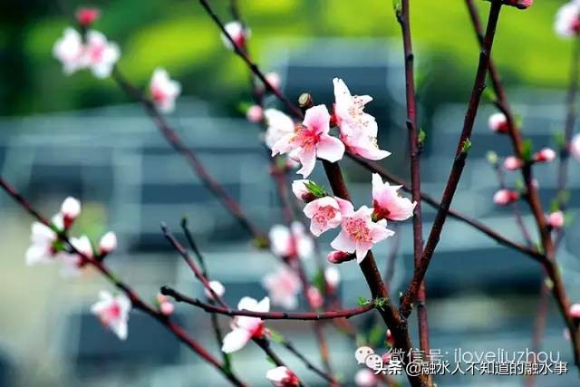 融水千亩桃花竞相盛开,融水2020桃花赏花时间表